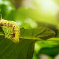 Biopesticida para controle de lagartas